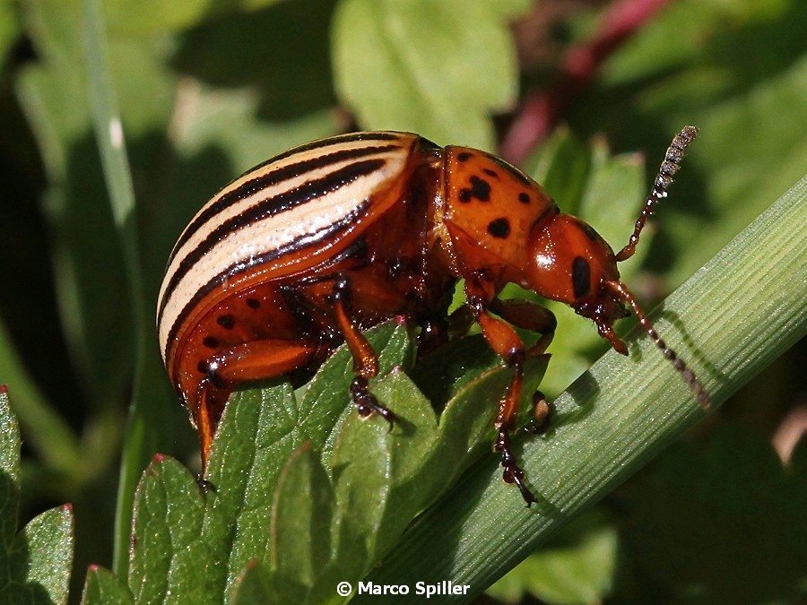 Leptinotarsa decemlineata